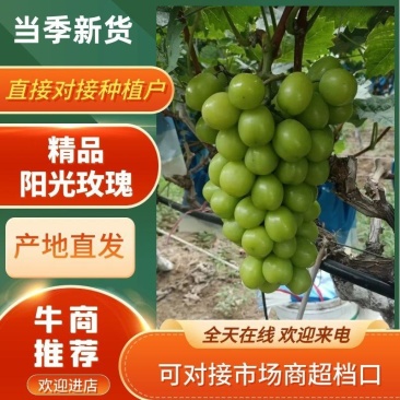 精品葡萄阳光玫瑰，基地直发，诚信经营，可对接电商商超等