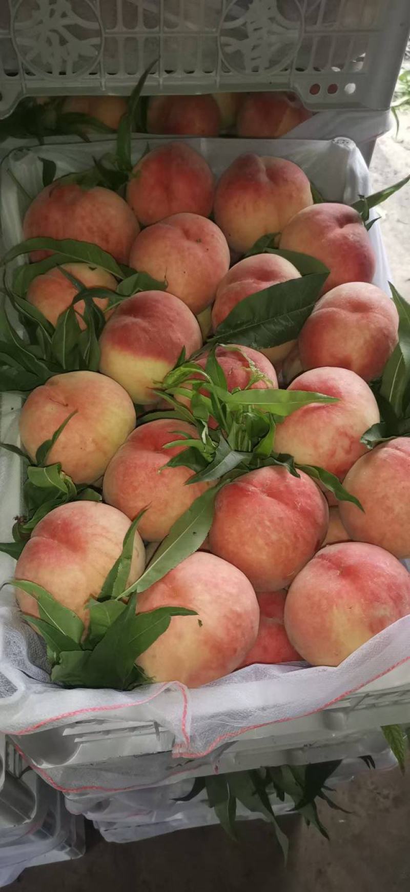 红夏，八号毛桃