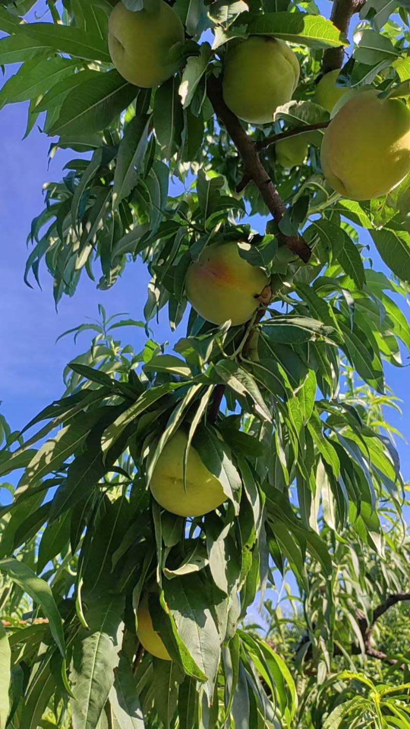 红夏，八号毛桃