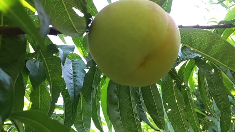 红夏，八号毛桃