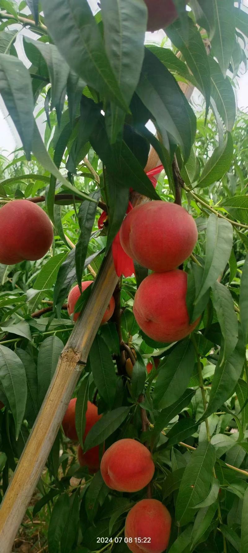 红夏，八号毛桃