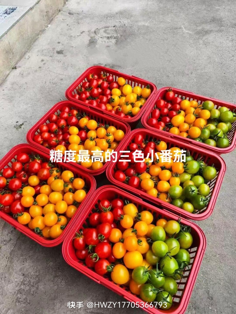西红柿