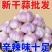 自己，承包地种的大蒜，价格便宜