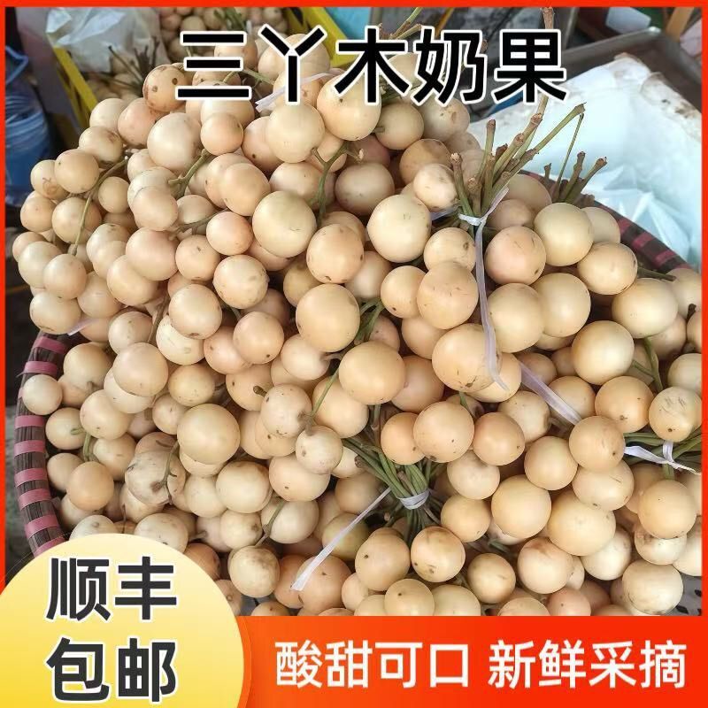 【顺丰速运】三丫果酸甜木乃果罕见稀有广西当季水果非龙宫果木赖