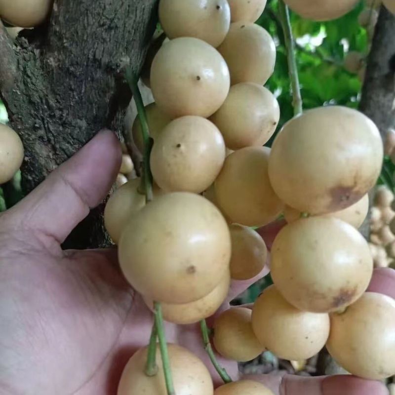 【顺丰速运】三丫果酸甜木乃果罕见稀有广西当季水果非龙宫果木赖