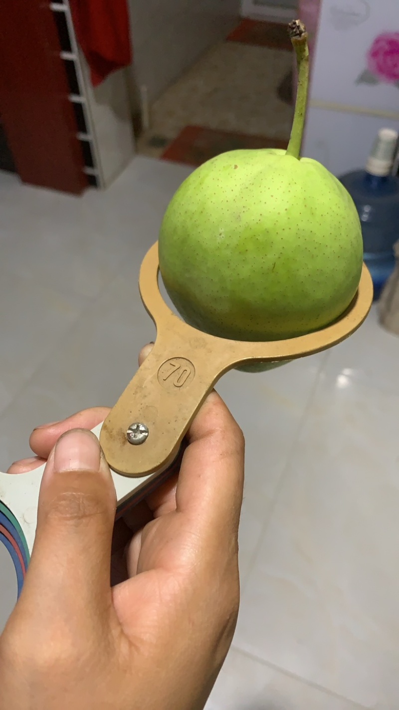 蒲城早酥梨，青皮梨。承接个大商超！电商！