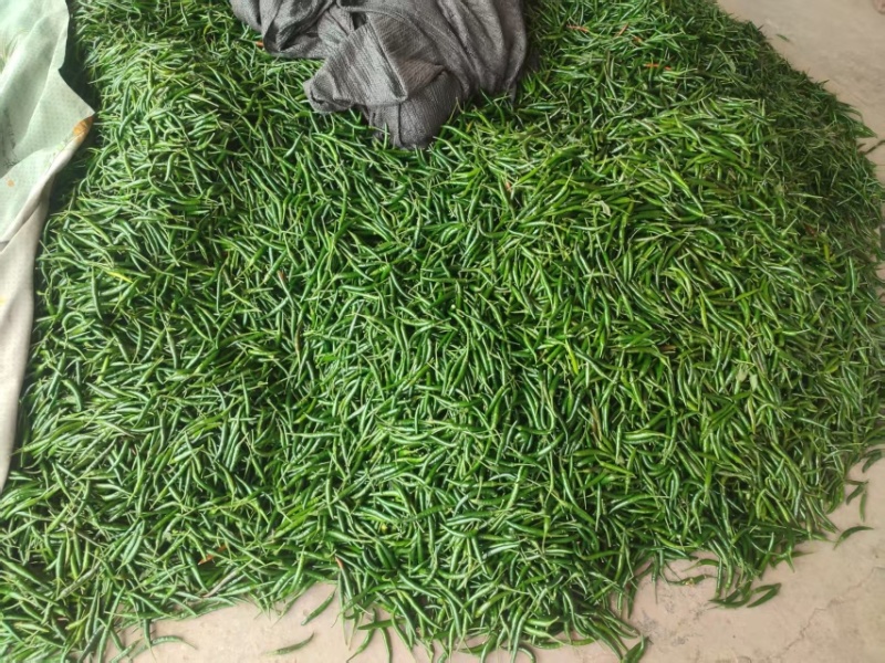 实力推荐新鲜青红小米椒，货源充足，对接全国市场