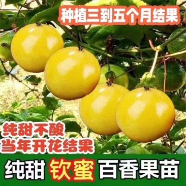 钦蜜9号百香果苗