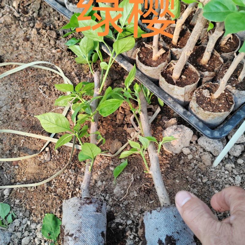 100多个三角梅品种小袋苗，自家基地直发，欢迎合作