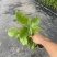 钦蜜9号百香果苗