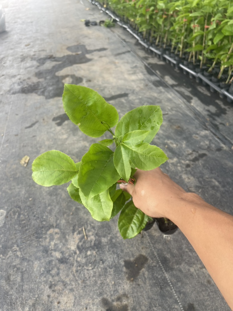 钦蜜9号百香果苗