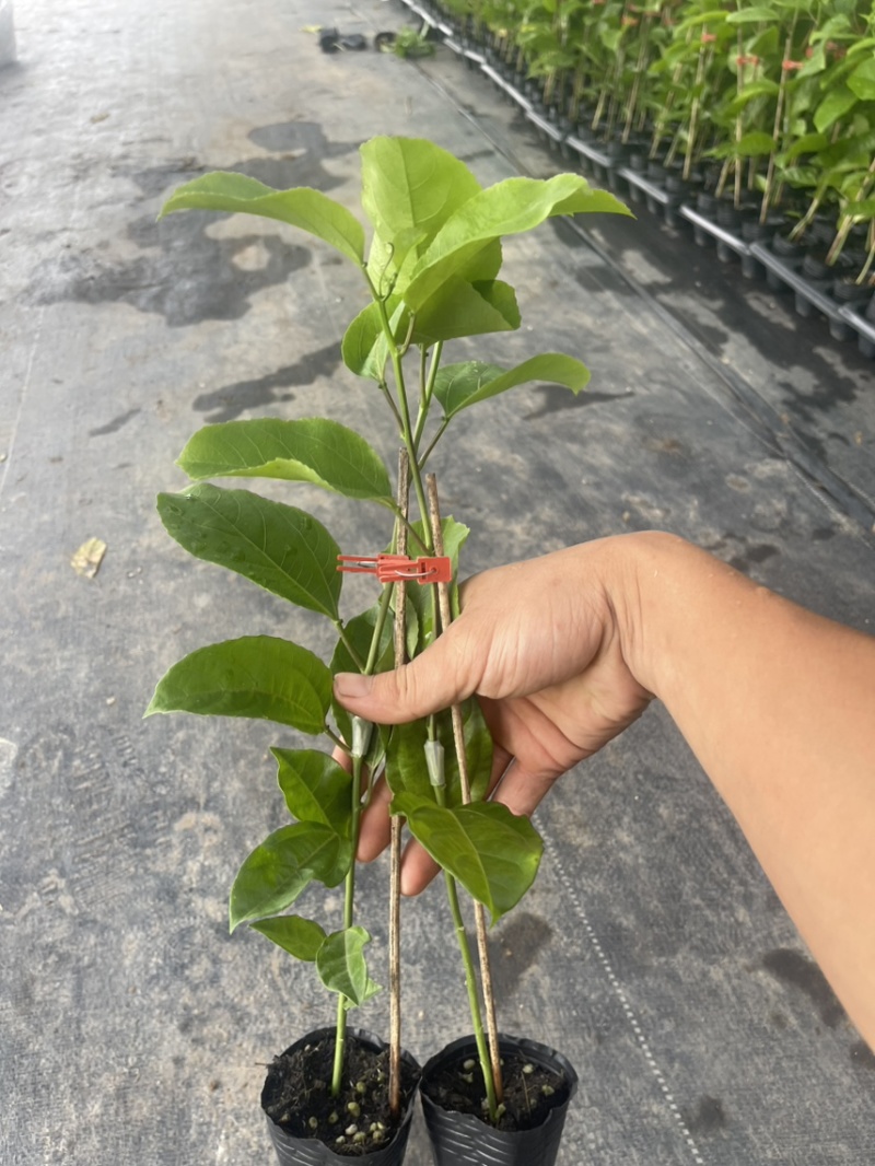 钦蜜9号百香果苗