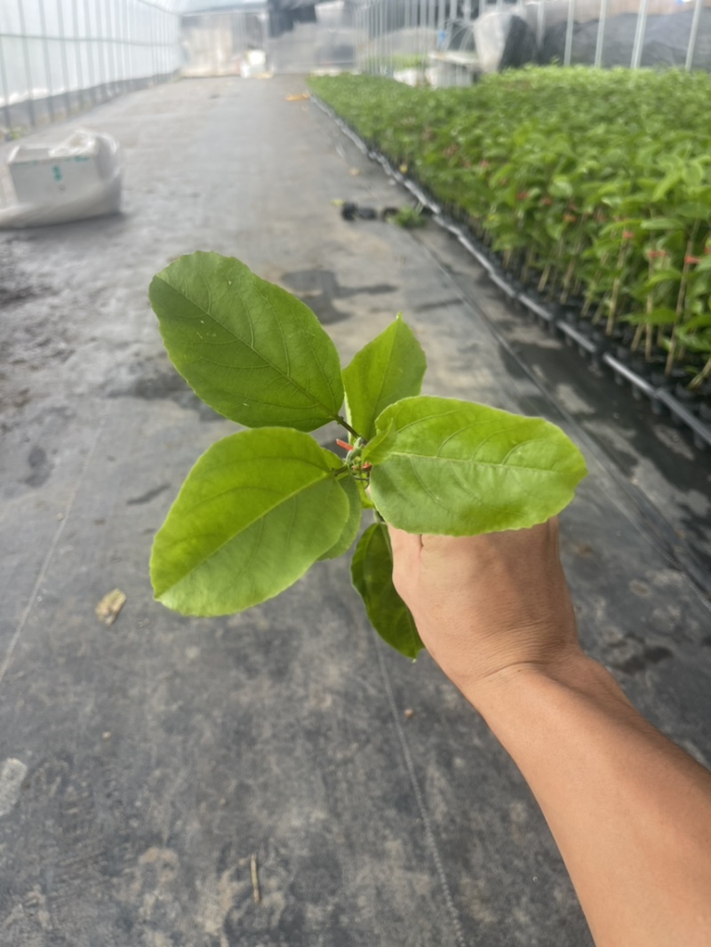 钦蜜9号百香果苗