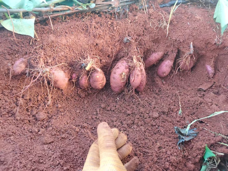 榴莲红薯蜜薯产地直销量大质优价格优惠欢迎采购