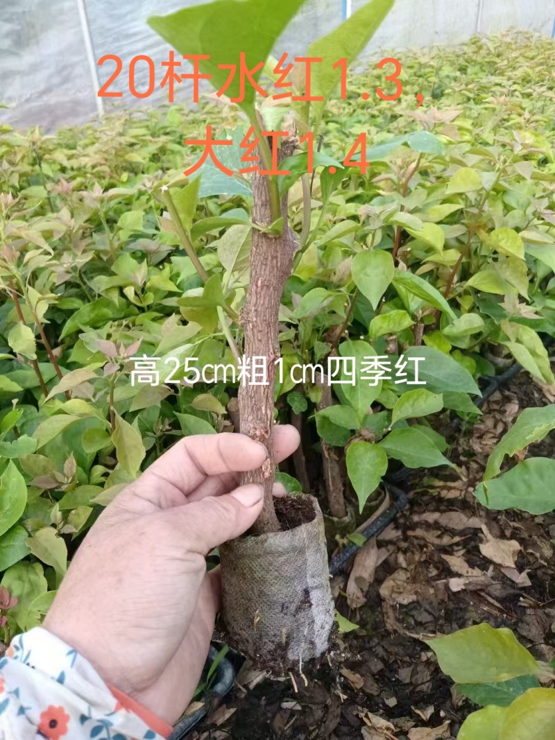100多个三角梅品种小袋苗，自家基地直发，欢迎合作