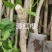 100多个三角梅品种小袋苗，自家基地直发，欢迎合作