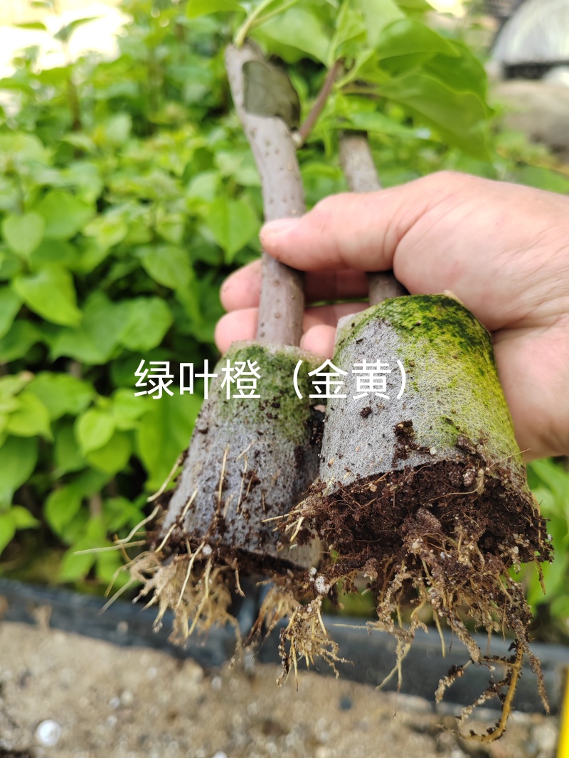 100多个三角梅品种小袋苗，自家基地直发，欢迎合作