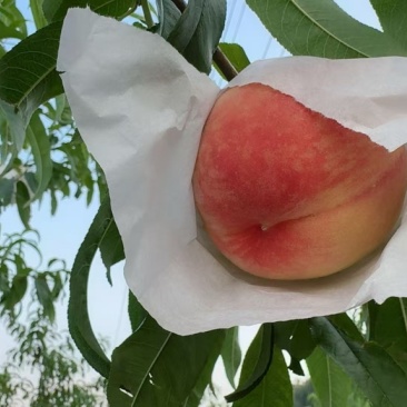 晚湖景水蜜桃，4两起装