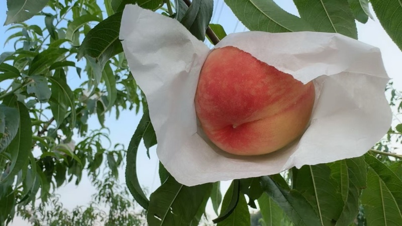 晚湖景水蜜桃，4两起装