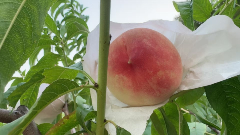 晚湖景水蜜桃，4两起装