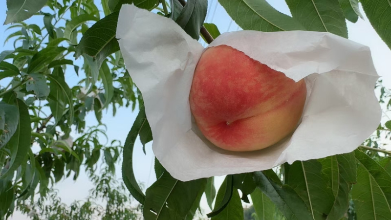 晚湖景水蜜桃，4两起装