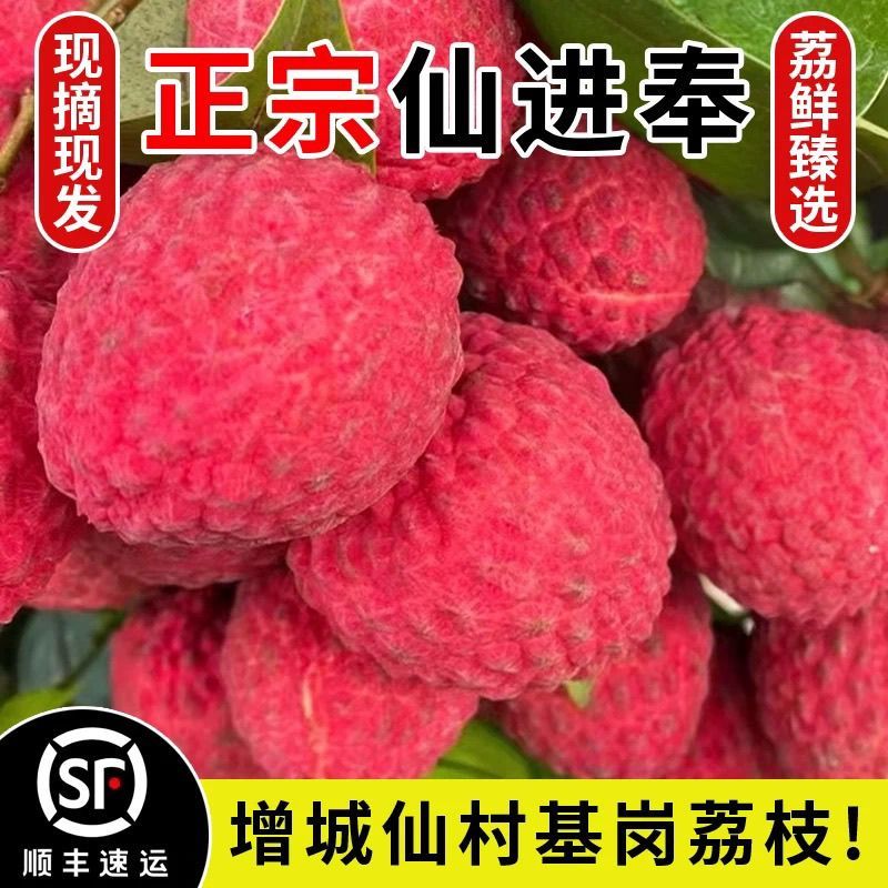 广东增城仙进奉荔枝新鲜现摘高端礼小核荔枝现货水果直发果园整箱