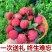 广东增城仙进奉荔枝新鲜现摘高端礼小核荔枝现货水果直发果园整箱