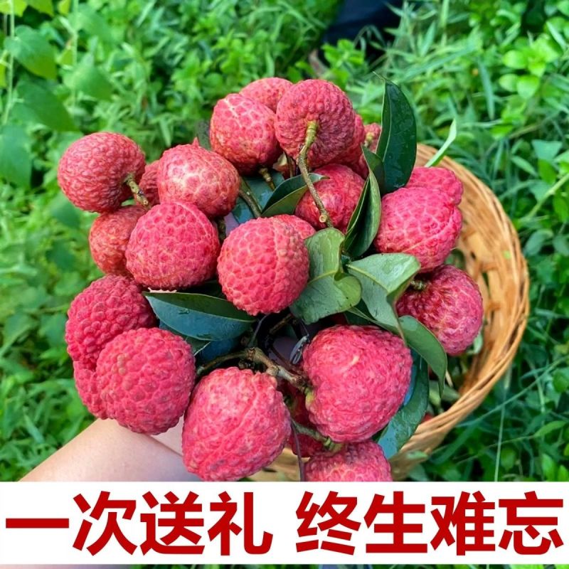 广东增城仙进奉荔枝新鲜现摘高端礼小核荔枝现货水果直发果园整箱