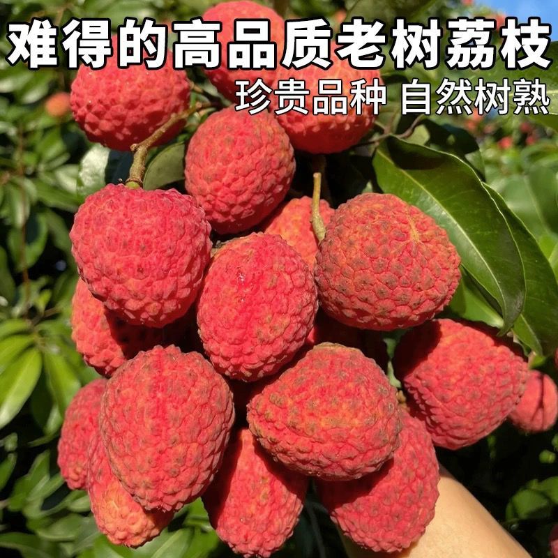 广东增城仙进奉荔枝新鲜现摘高端礼小核荔枝现货水果直发果园整箱