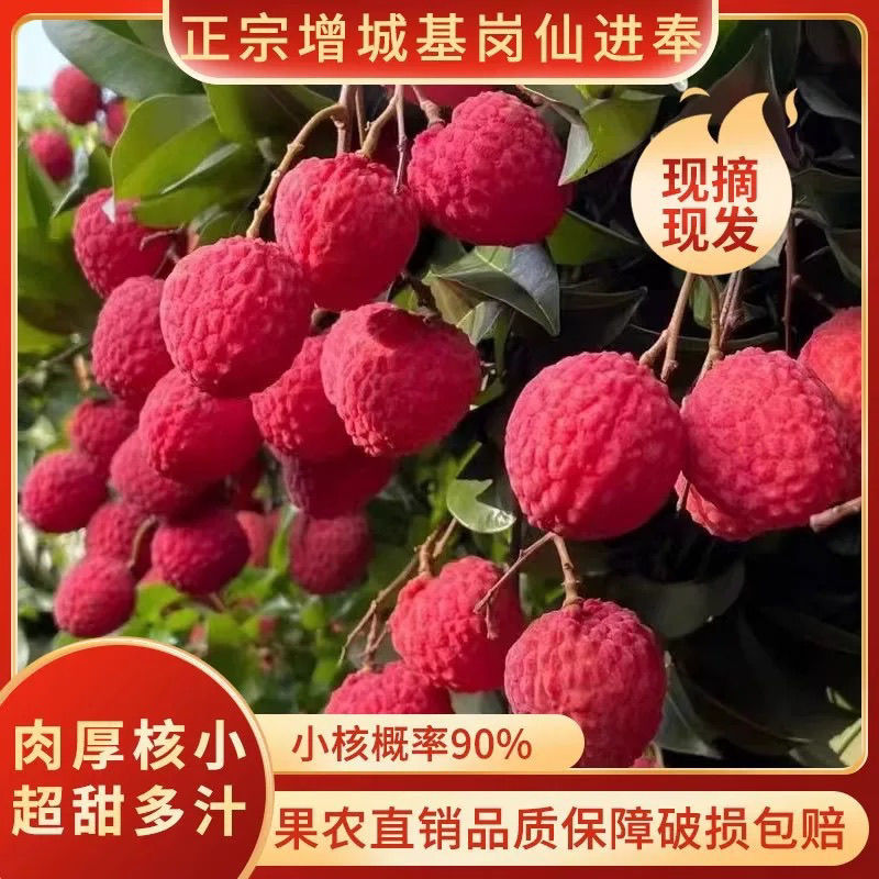 广东增城仙进奉荔枝新鲜现摘高端礼小核荔枝现货水果直发果园整箱