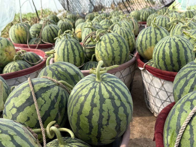 精品无籽美都西瓜