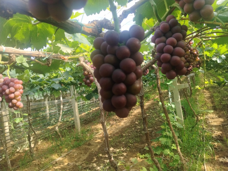 丛林玫瑰葡萄