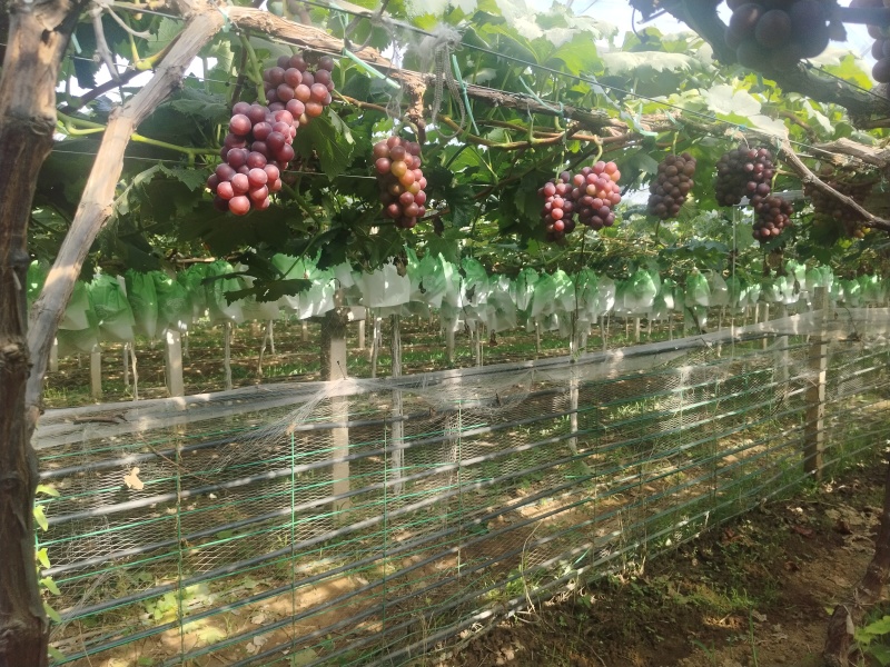 丛林玫瑰葡萄