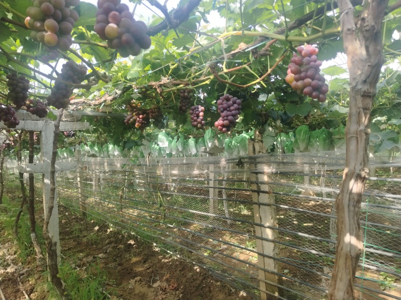 丛林玫瑰葡萄