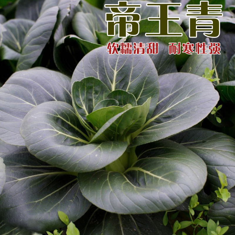 帝王青苏州青种子甜糯矮萁黑亮高产耐寒商品性佳