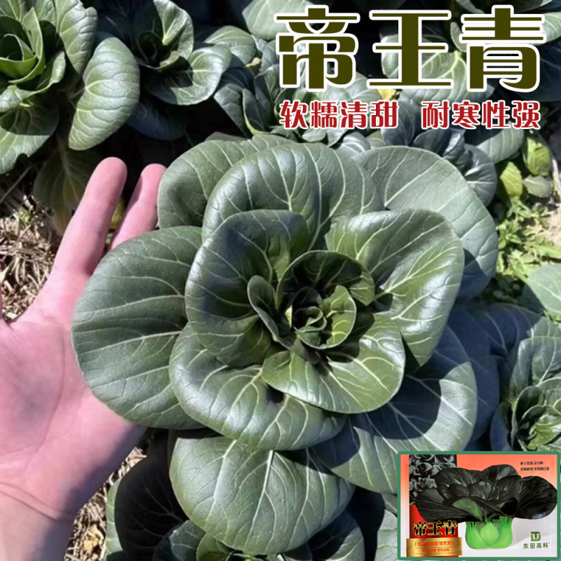 帝王青苏州青种子甜糯矮萁黑亮高产耐寒商品性佳