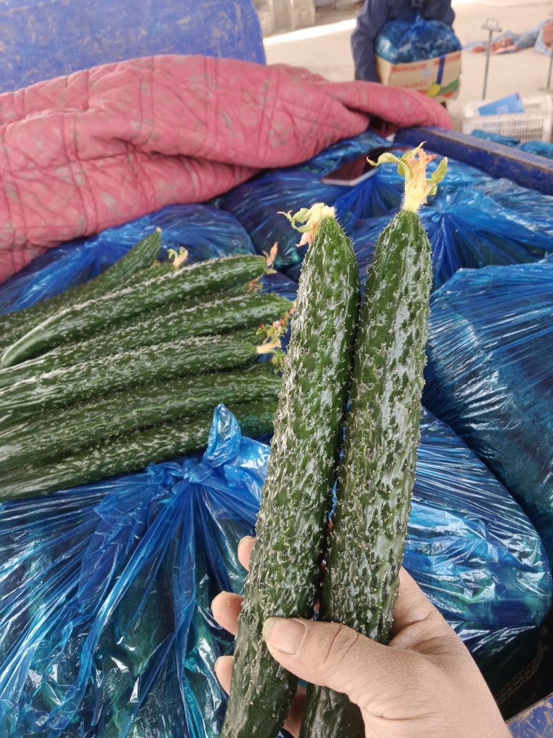 精品蔬菜，