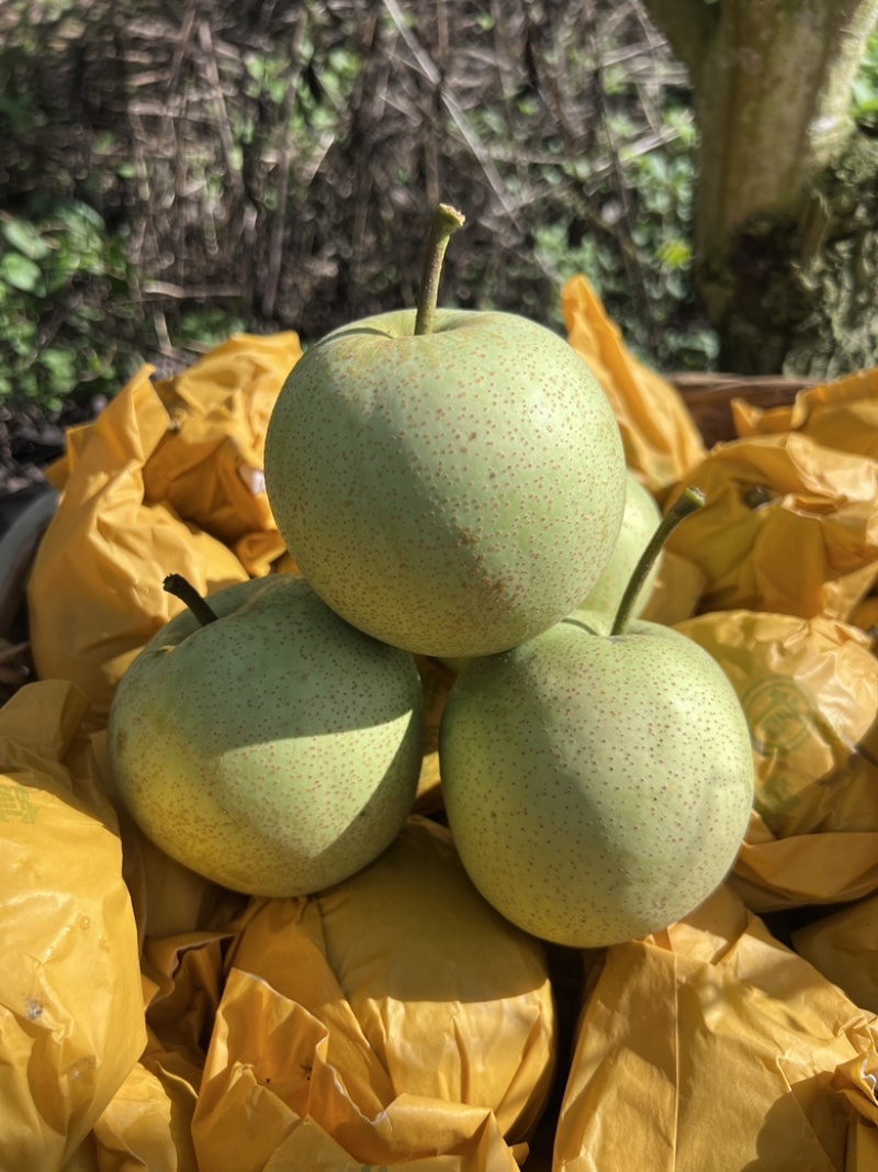 桂花梨