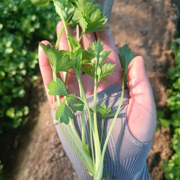 法国皇后芹菜苗------头茬新地地拔苗