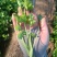 法国皇后芹菜苗------头茬新地地拔苗