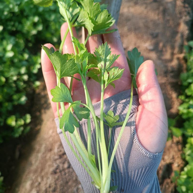 法国皇后芹菜苗------头茬新地地拔苗