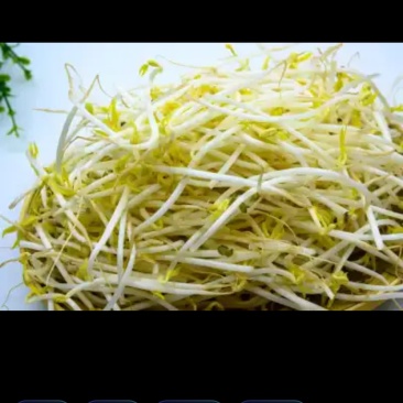 绿豆芽豆芽菜价格浮动可商讨