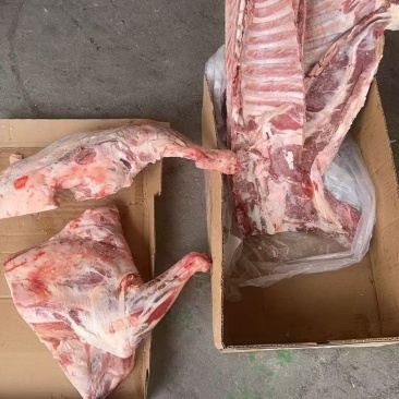 羊三分体，绵羊小码三分体