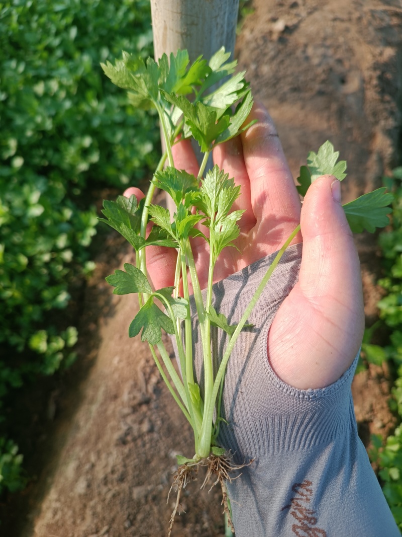 法国皇后芹菜苗------头茬新地地拔苗