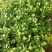 法国皇后芹菜苗------头茬新地地拔苗