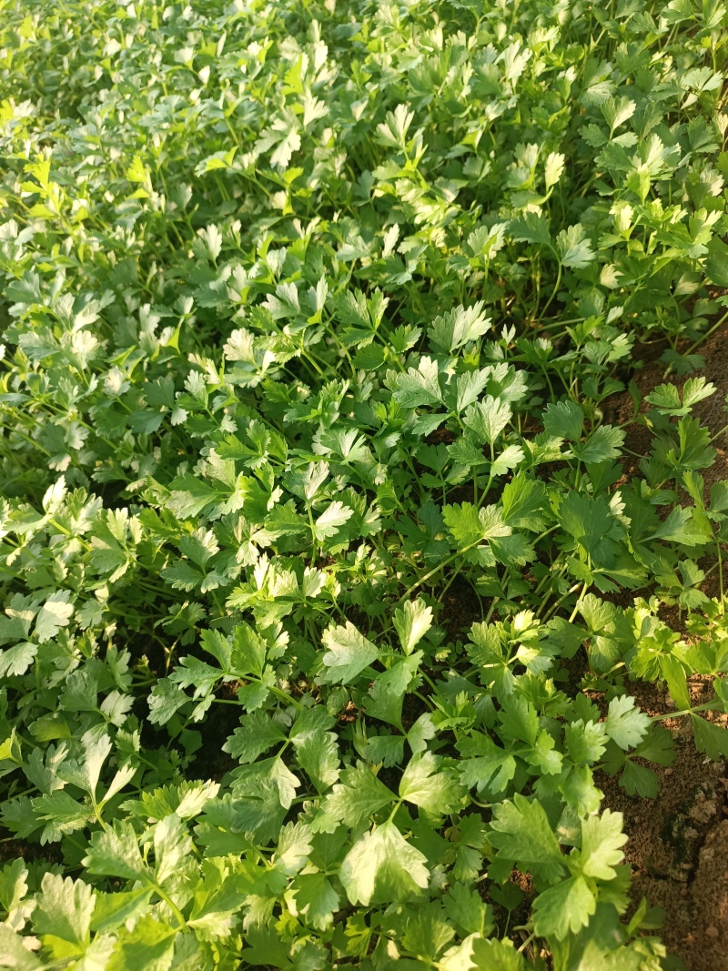 法国皇后芹菜苗------头茬新地地拔苗