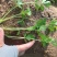 法国皇后芹菜苗------头茬新地地拔苗