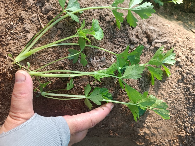 法国皇后芹菜苗------头茬新地地拔苗