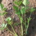 法国皇后芹菜苗------头茬新地地拔苗