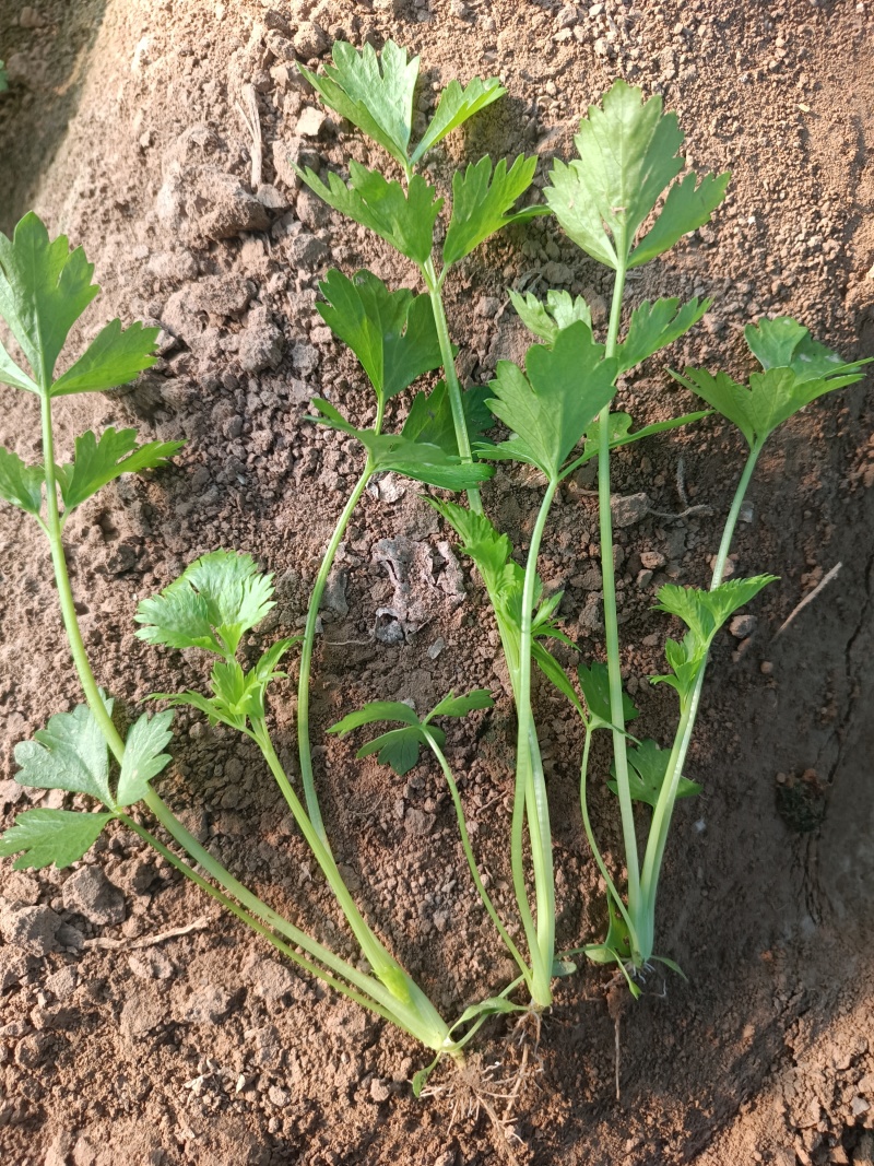法国皇后芹菜苗------头茬新地地拔苗
